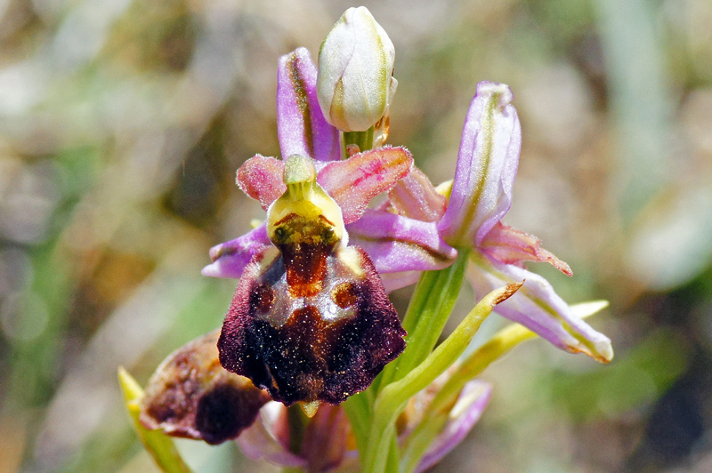 Orchidea da determinare